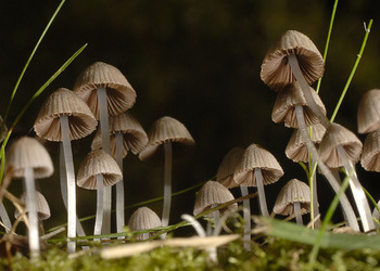 Gesäter Tintling (Coprinellus disseminatus) - © Heinz Prelicz